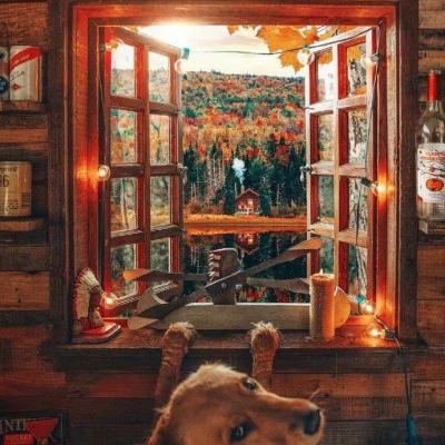 威尼斯软件·下载